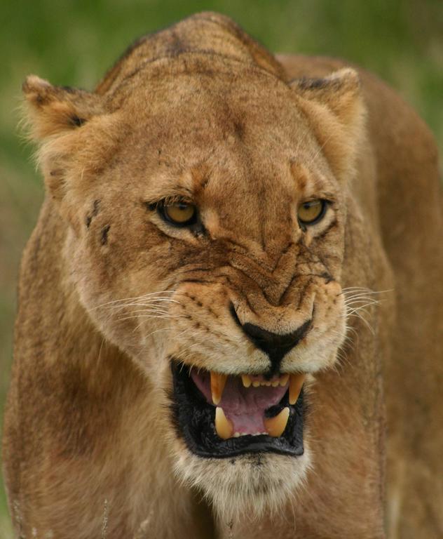 Sweni Lodge 91 Mjejane Kruger Park Hectorspruit Exteriér fotografie