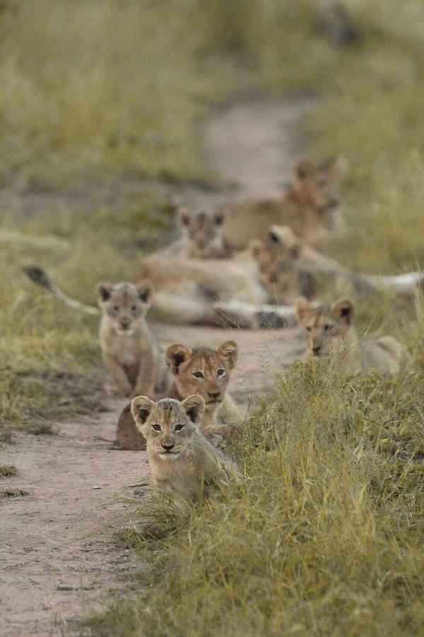 Sweni Lodge 91 Mjejane Kruger Park Hectorspruit Exteriér fotografie